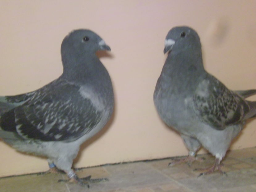 VINDUTI