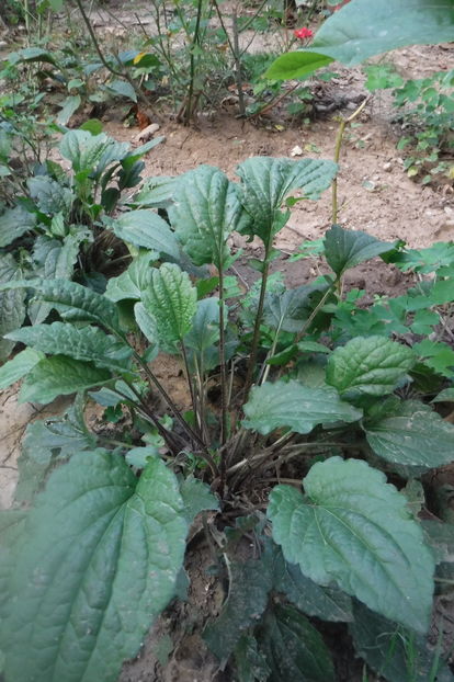 tufa rudbeckia - 6 lei - De vanzare toamna aceasta