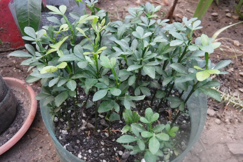 lamai de gradina(poncirus trifoliata)   10-15 lei
