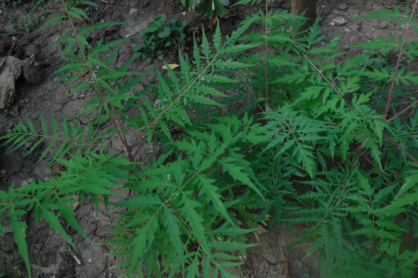 otetar rosu(Rhus typhina) 10-15 lei