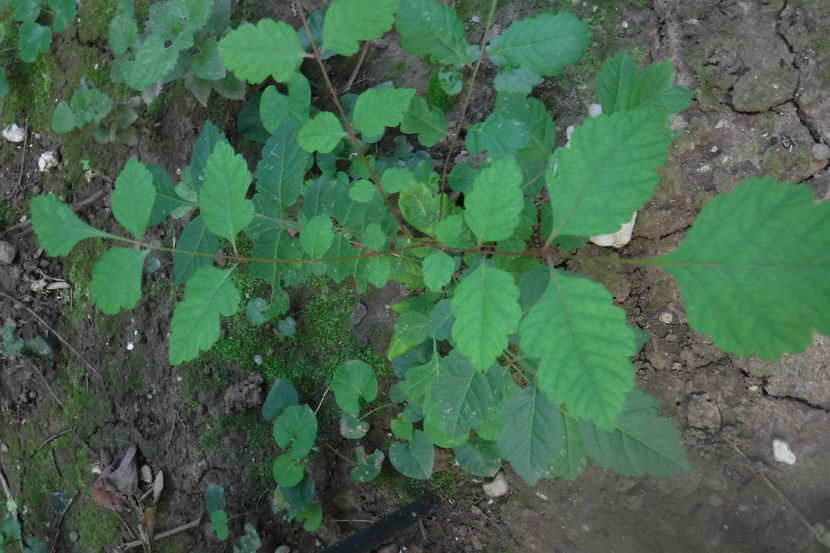 otetar galben(Koelreuteria paniculata) 10-15 lei - De vanzare toamna aceasta