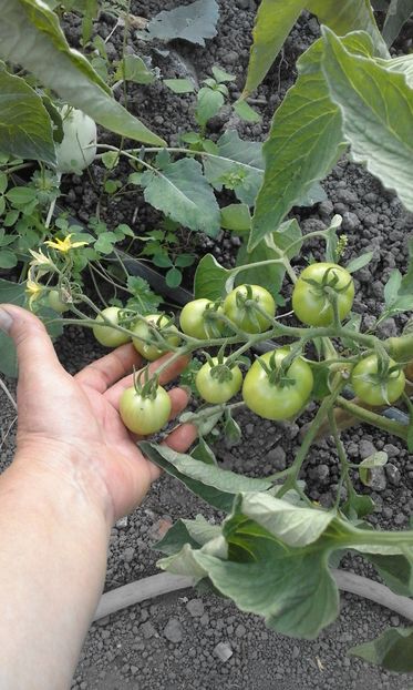  - SEMINTE ROSII - MATINA