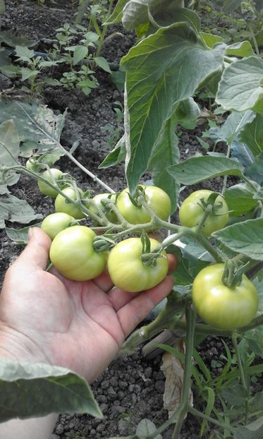  - SEMINTE ROSII - MATINA