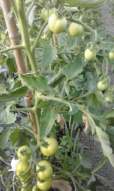  - SEMINTE ROSII - MATINA