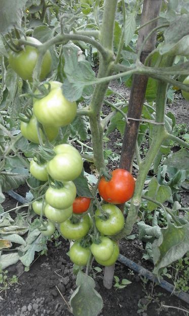  - SEMINTE ROSII - MATINA