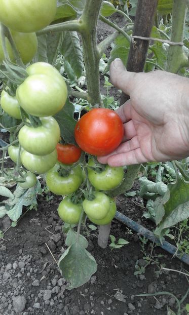  - SEMINTE ROSII - MATINA