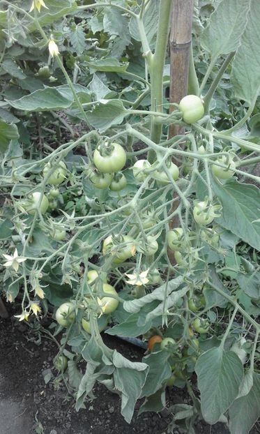  - SEMINTE ROSII - MATINA