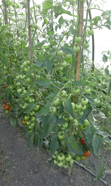  - SEMINTE ROSII - MATINA