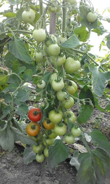  - SEMINTE ROSII - MATINA