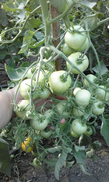  - SEMINTE ROSII - MATINA