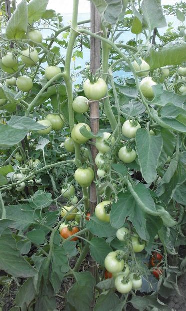  - SEMINTE ROSII - MATINA