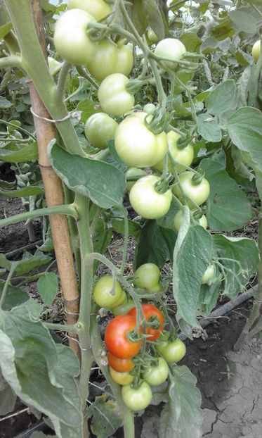  - SEMINTE ROSII - MATINA