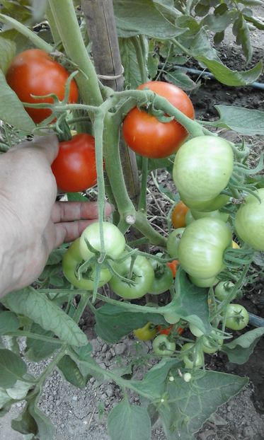  - SEMINTE ROSII - MATINA