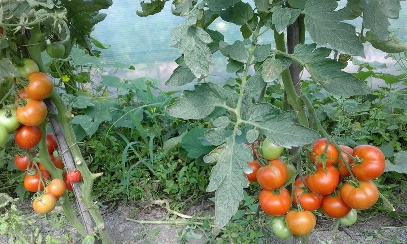  - SEMINTE ROSII - MATINA