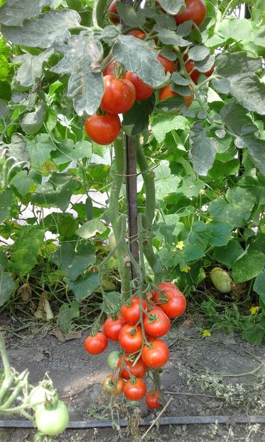  - SEMINTE ROSII - MATINA