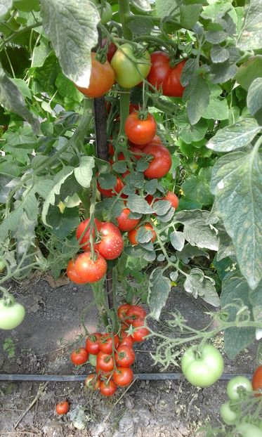  - SEMINTE ROSII - MATINA