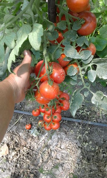  - SEMINTE ROSII - MATINA