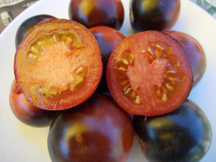  - SEMINTE ROSII - AZUL DE ARIZONA