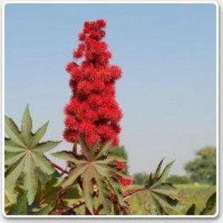 poza01 - Vand seminte de ricin planta luxurianta