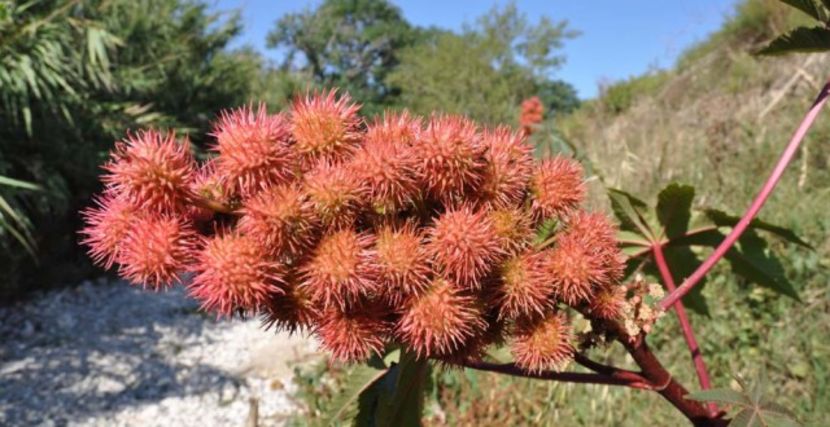 poza22 - Vand seminte de ricin planta luxurianta