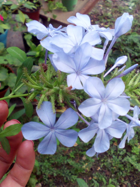  - plumbago