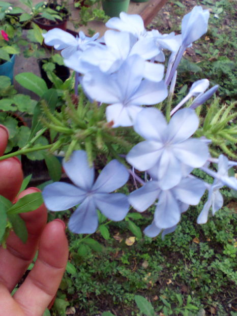  - plumbago