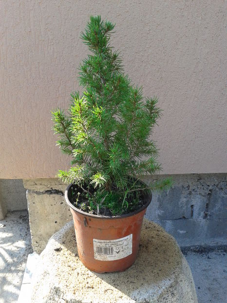 picea glauca conica h=20-25cm 20lei - 0 0 Disponibile 2018