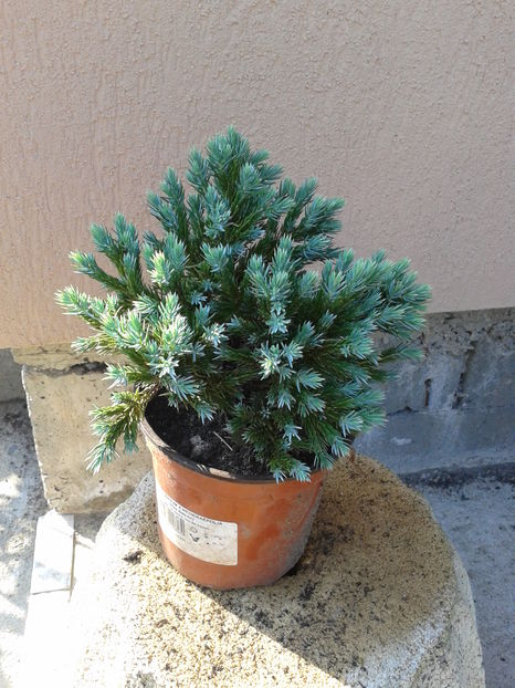 juniperus blue star 15lei - 0 0 Disponibile 2018