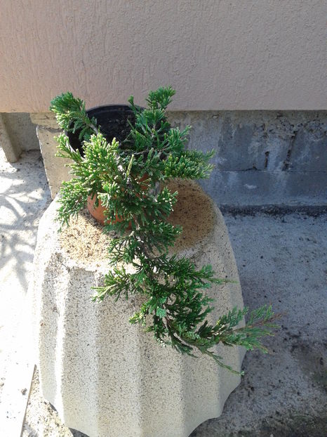 juniperus  15lei