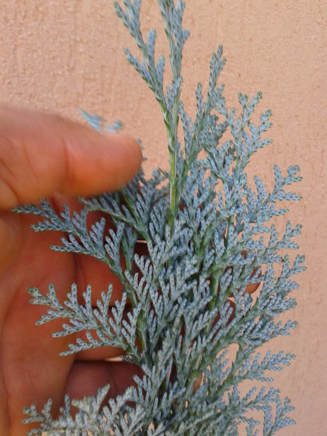 Fotografie0018 - 0 0 Disponibile 2018