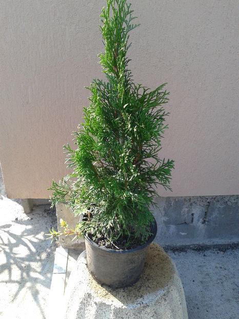 tuya smaragd 18lei - 0 0 Disponibile 2018