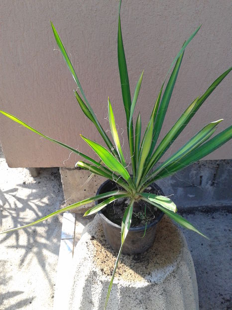 yucca variegata 38lei