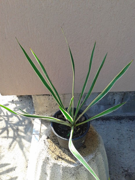 yucca variegata2    35lei