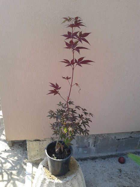 art.jap.aropurpureum 65lei-vandut