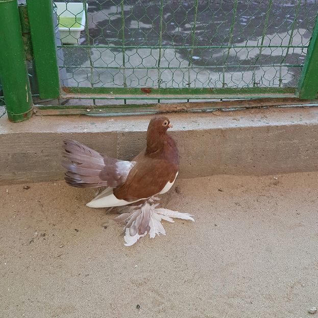 Mascul2016.Dnu.LIVIU.Loc.Craiova.Jud.DOLJ - 8___-PERSOANE CU CARE AM COLABORAT- VANZARI