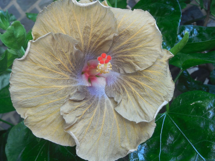  - 02Hibiscus