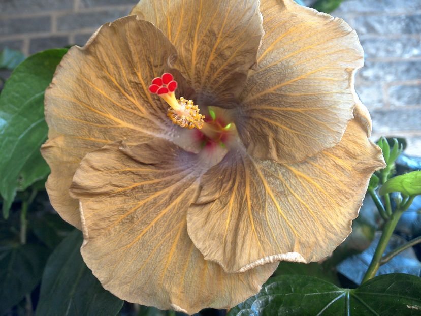 WIN_20160908_102442 - 0Hibiscus in colectie infloriti