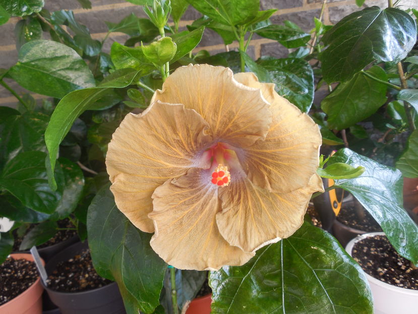  - 02Hibiscus