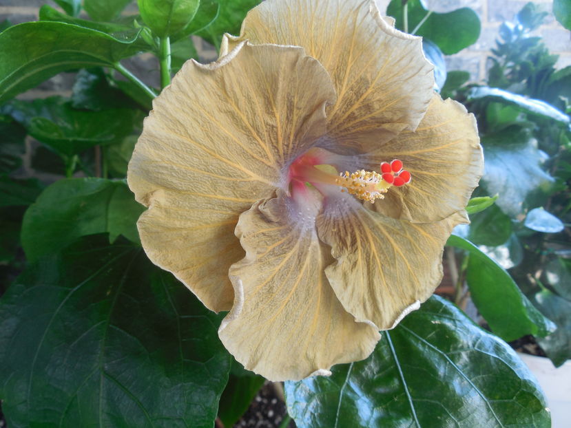  - 02Hibiscus