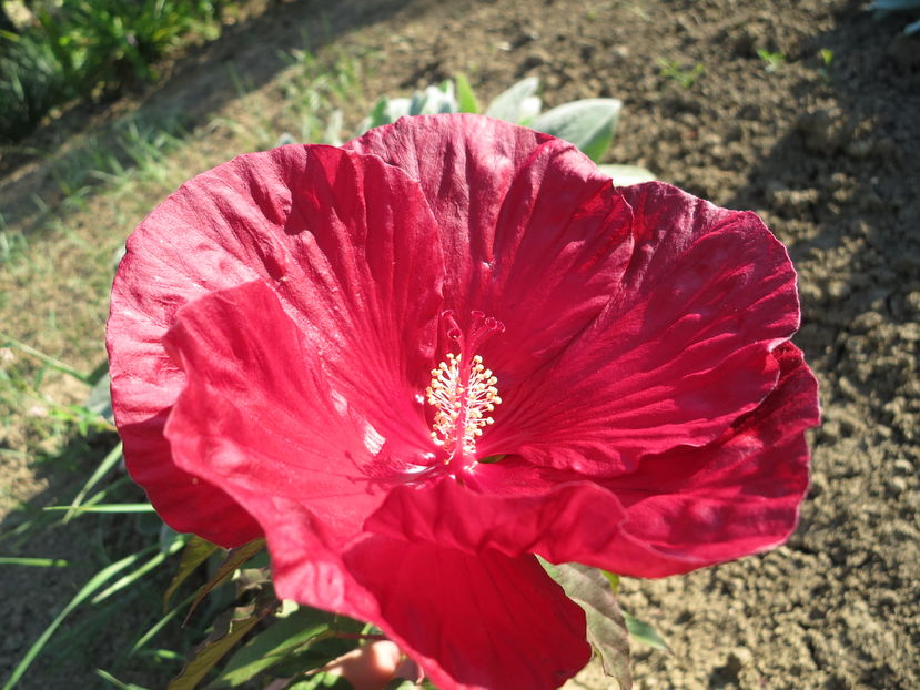  - Hibiscus Summerific Cranberry Crush