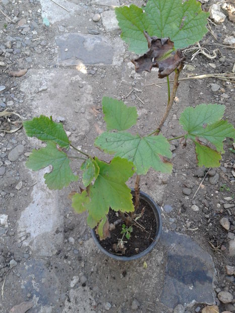 josta(coacaz+agris) an1=7lei