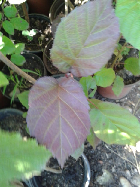 alun lambert rosu 15lei