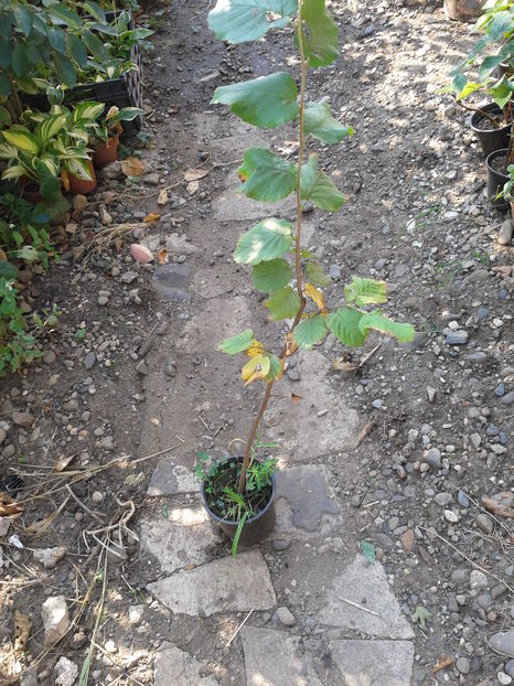 alun corylus colurna 15lei