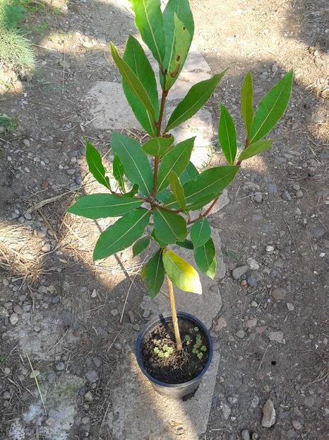 dafin h=30-40cm=25lei