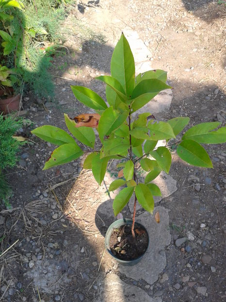 prunus serrotina 13lei