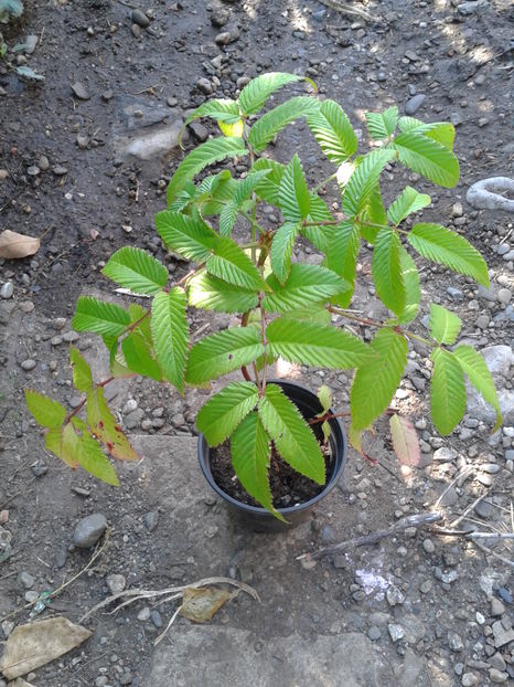 capsun japonez 10lei