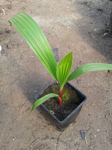 palmier washingtonia,3luni= 8lei