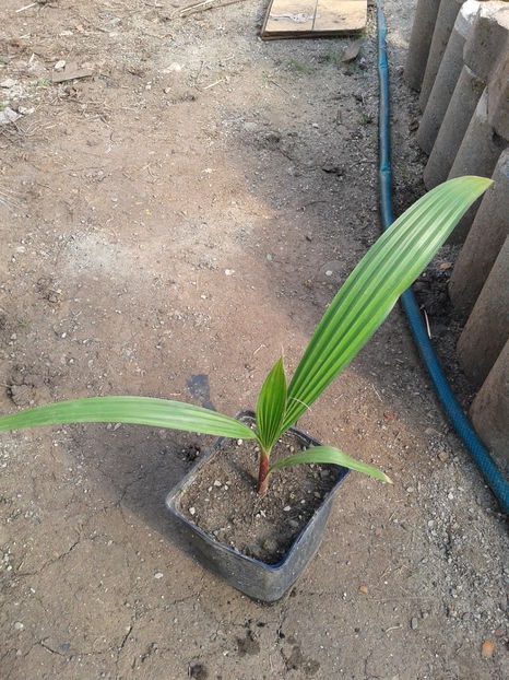 palm.washingtonia 6luni=15lei