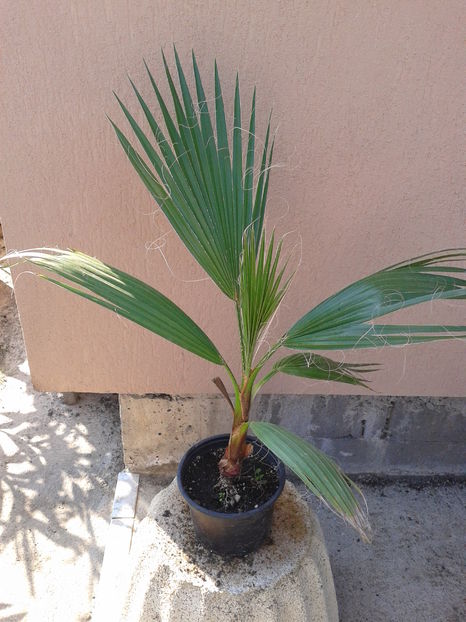 p.wash.1,5ani 40 lei