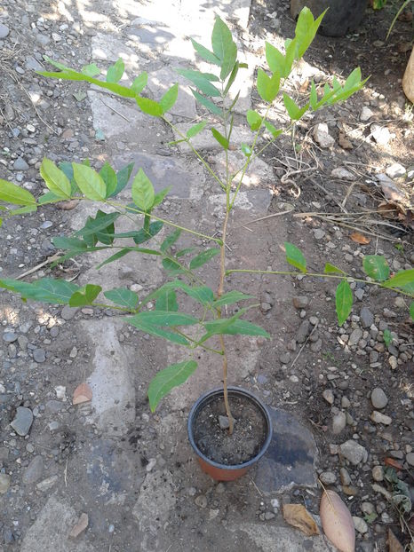 glicina mov 35-40cm-10lei